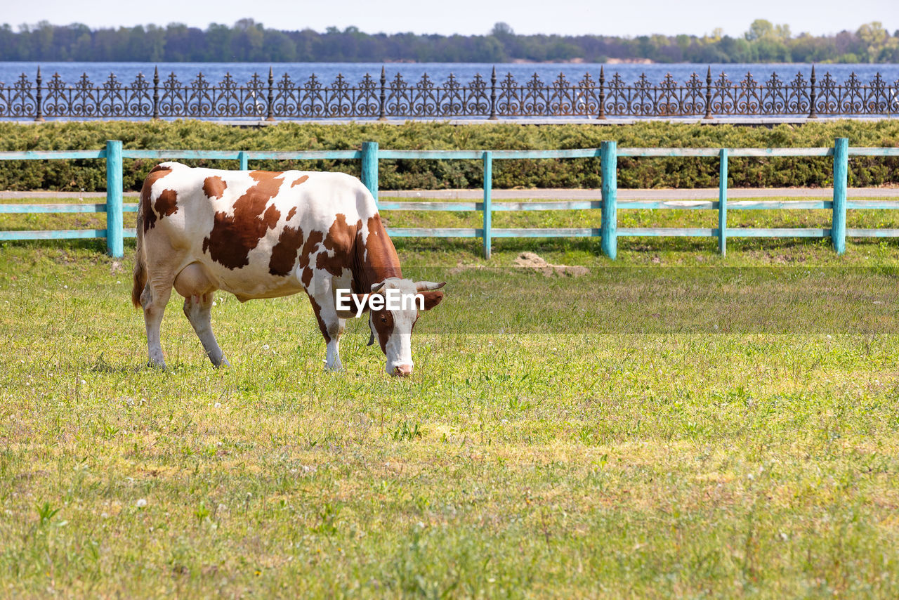 pasture, mammal, domestic animals, animal, animal themes, livestock, pet, field, grass, farm, agriculture, plant, meadow, grazing, group of animals, nature, landscape, land, rural scene, ranch, grassland, fence, prairie, rural area, mare, horse, no people, environment, cattle, day, plain, green, animal wildlife, outdoors, cow, herbivorous, sky, paddock