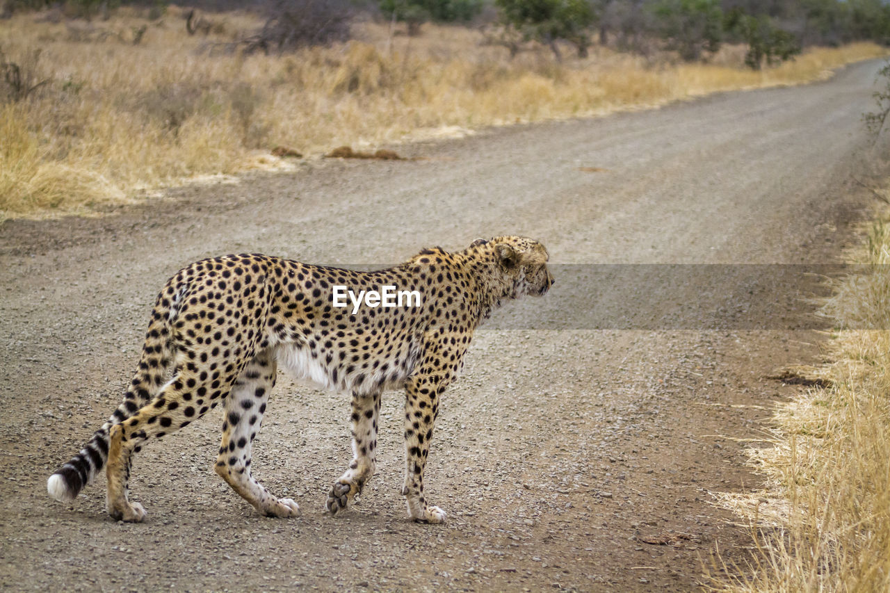 CAT WALKING ON ROAD