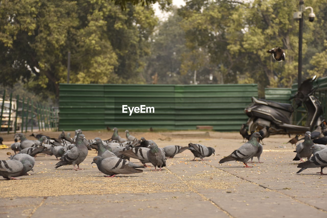 Flock of pigeons on the street