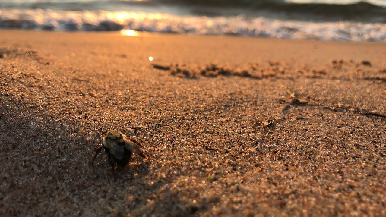 CLOSE-UP OF INSECT ON BEACH