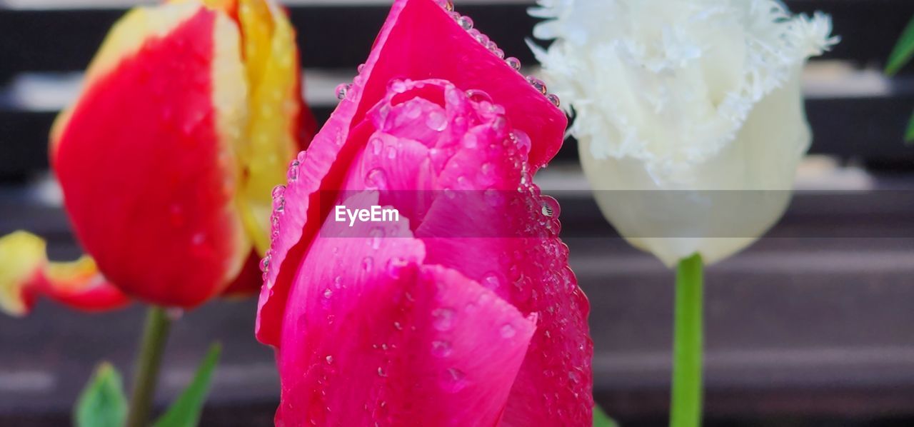 flower, flowering plant, plant, freshness, close-up, pink, beauty in nature, petal, fragility, focus on foreground, inflorescence, flower head, nature, water, drop, growth, tulip, wet, macro photography, no people, red, outdoors, day, rose
