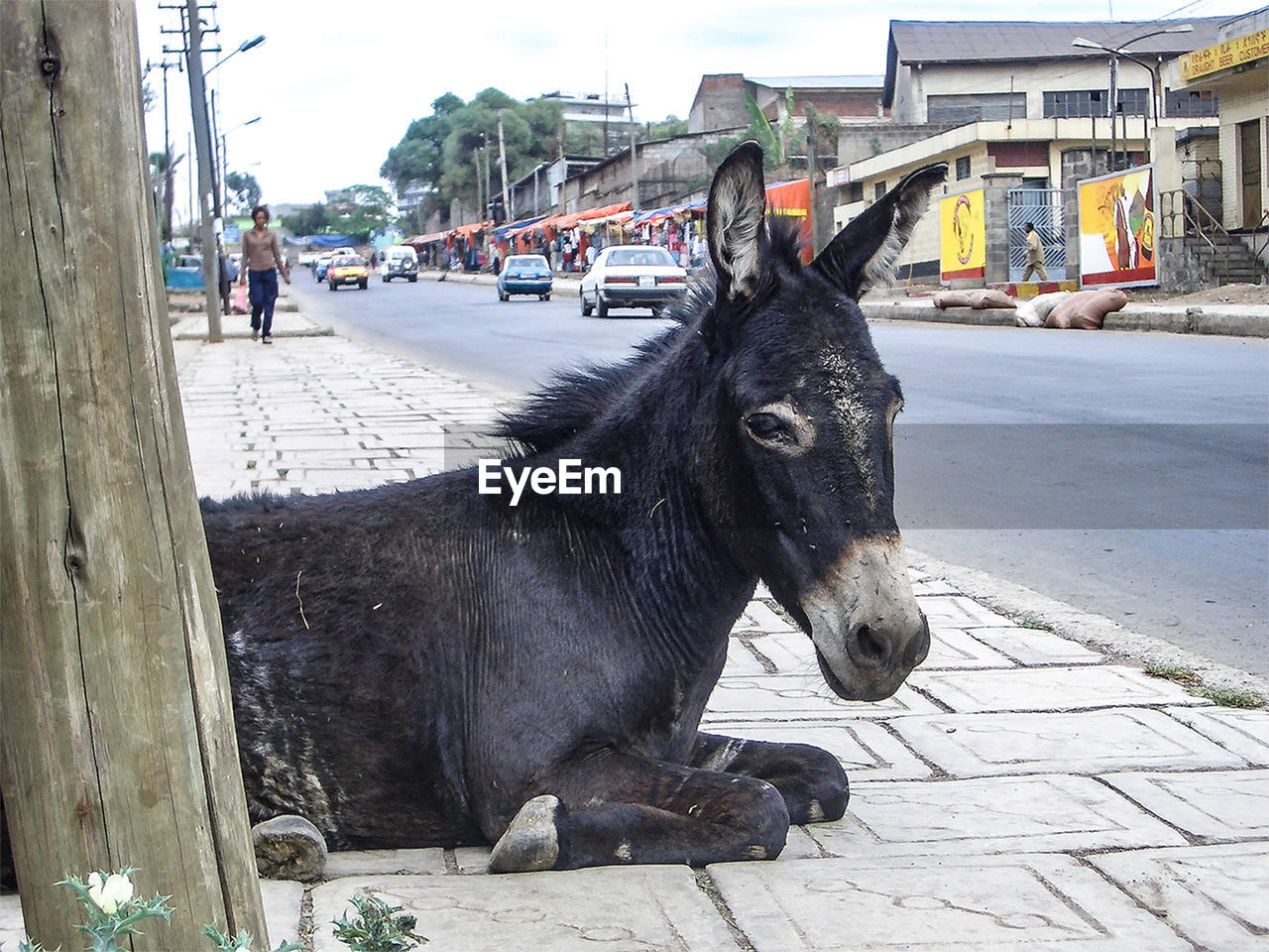 HORSE ON A STREET