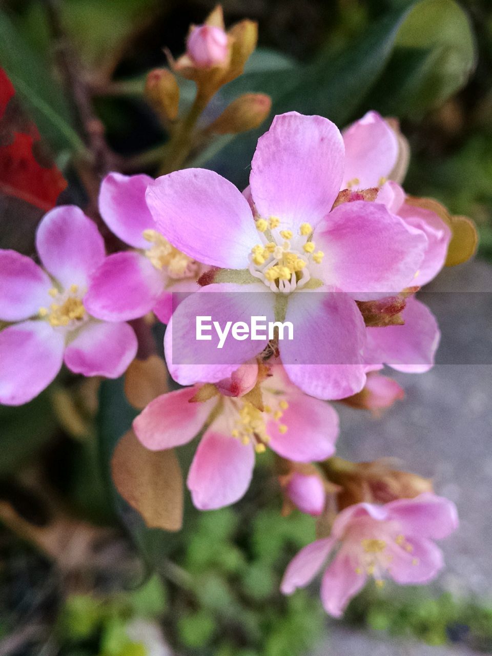 Close-up of pink flowers