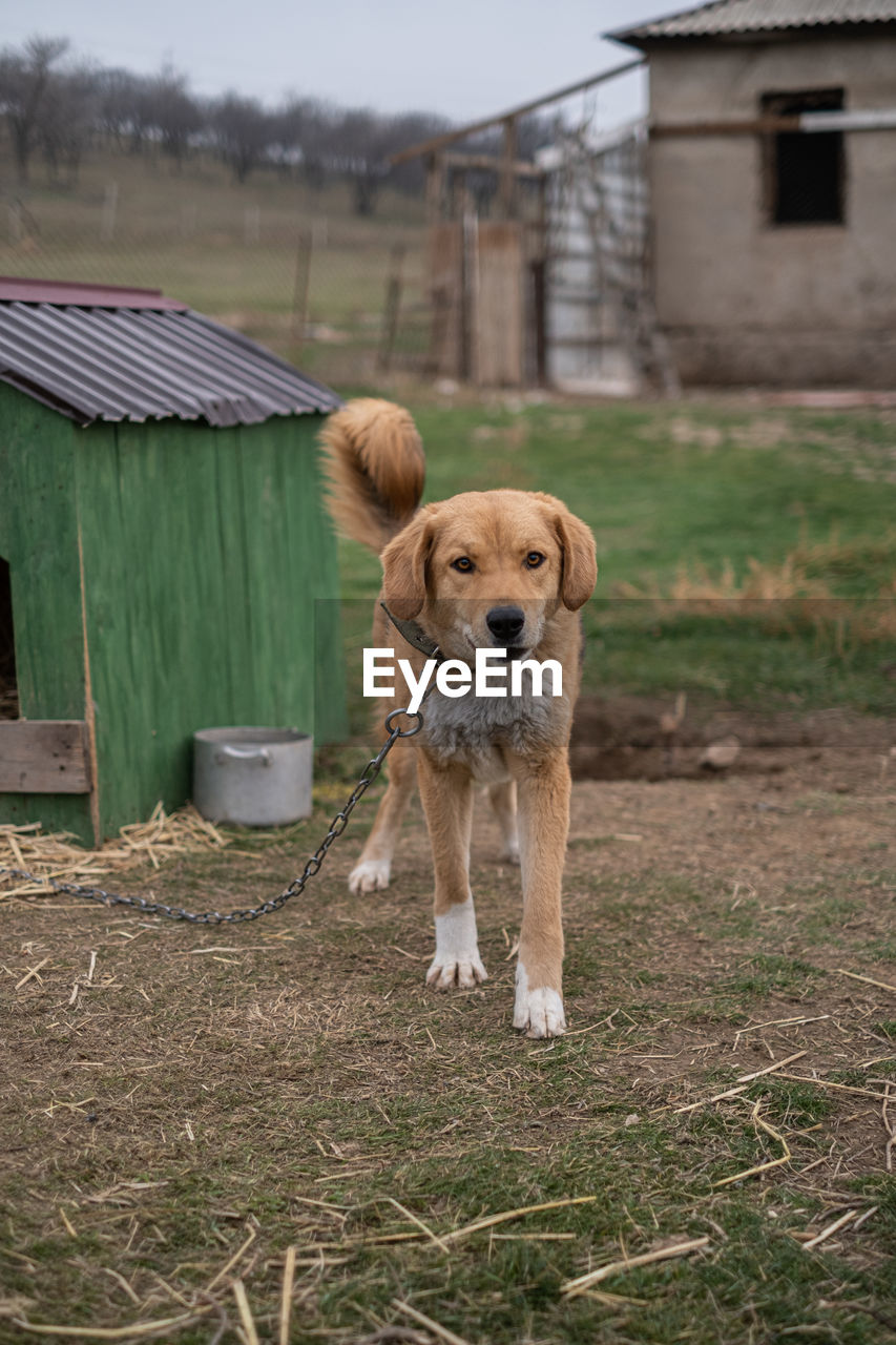 dog standing on grassy field