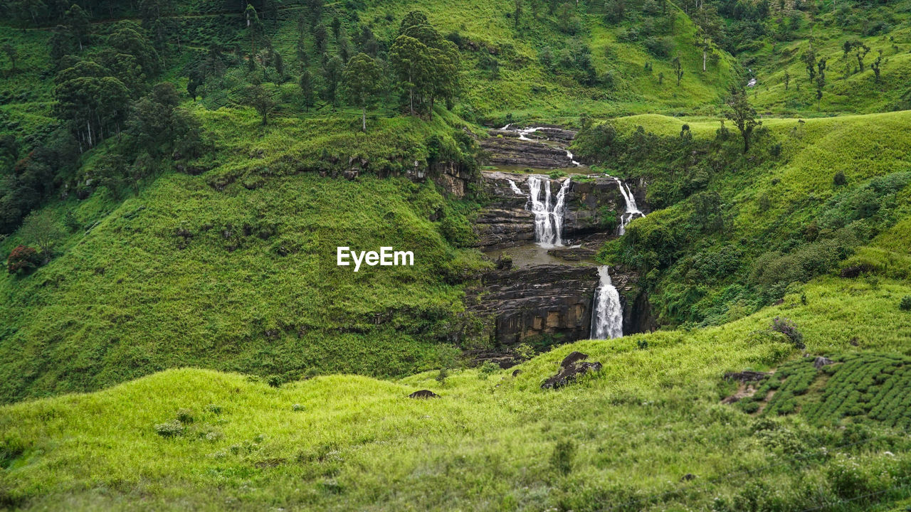 SCENIC VIEW OF STREAM IN FOREST