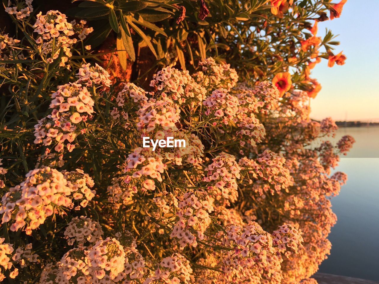 Close-up of flowers on tree