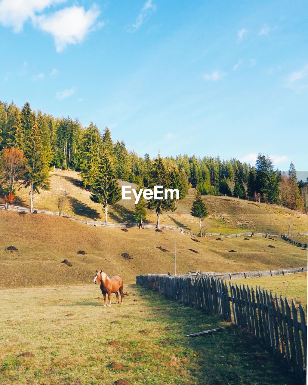 HORSE GRAZING IN FIELD AGAINST SKY