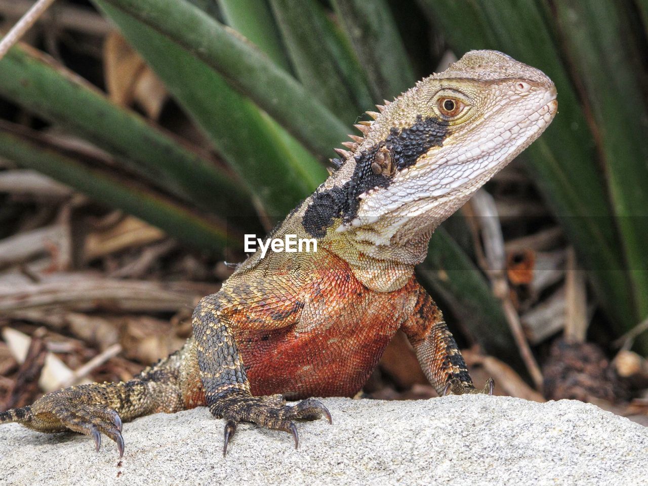 CLOSE-UP OF LIZARD