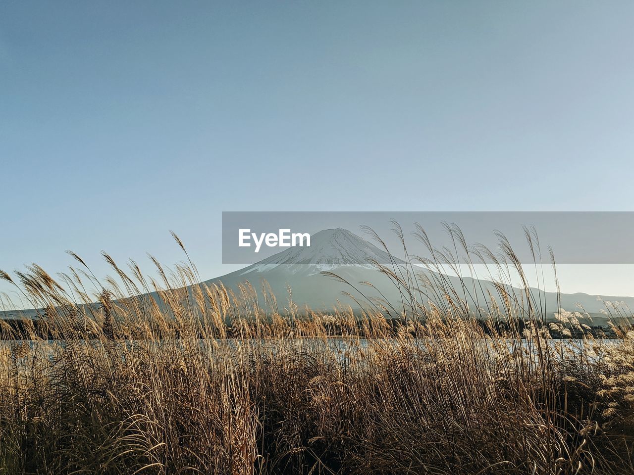 Scenic view of field against clear sky