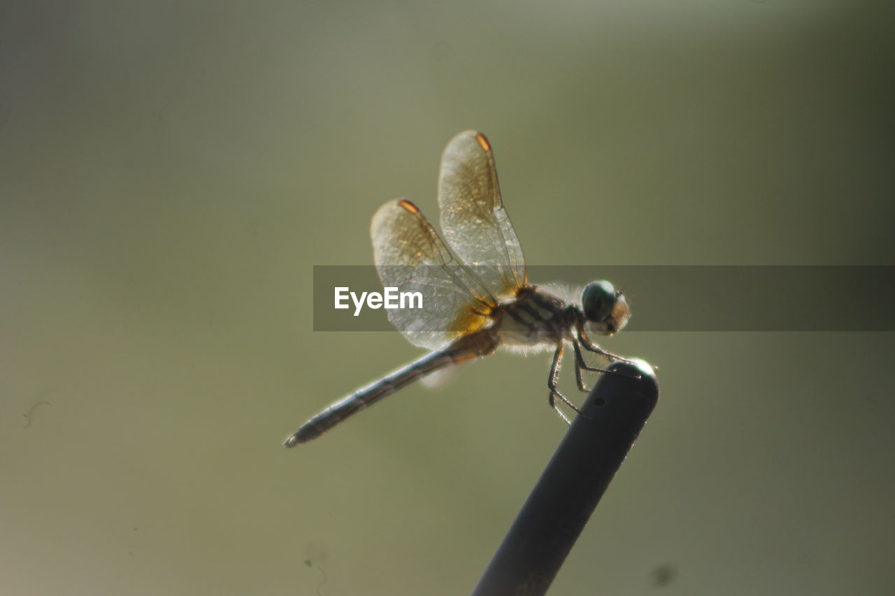 DRAGONFLY ON TWIG