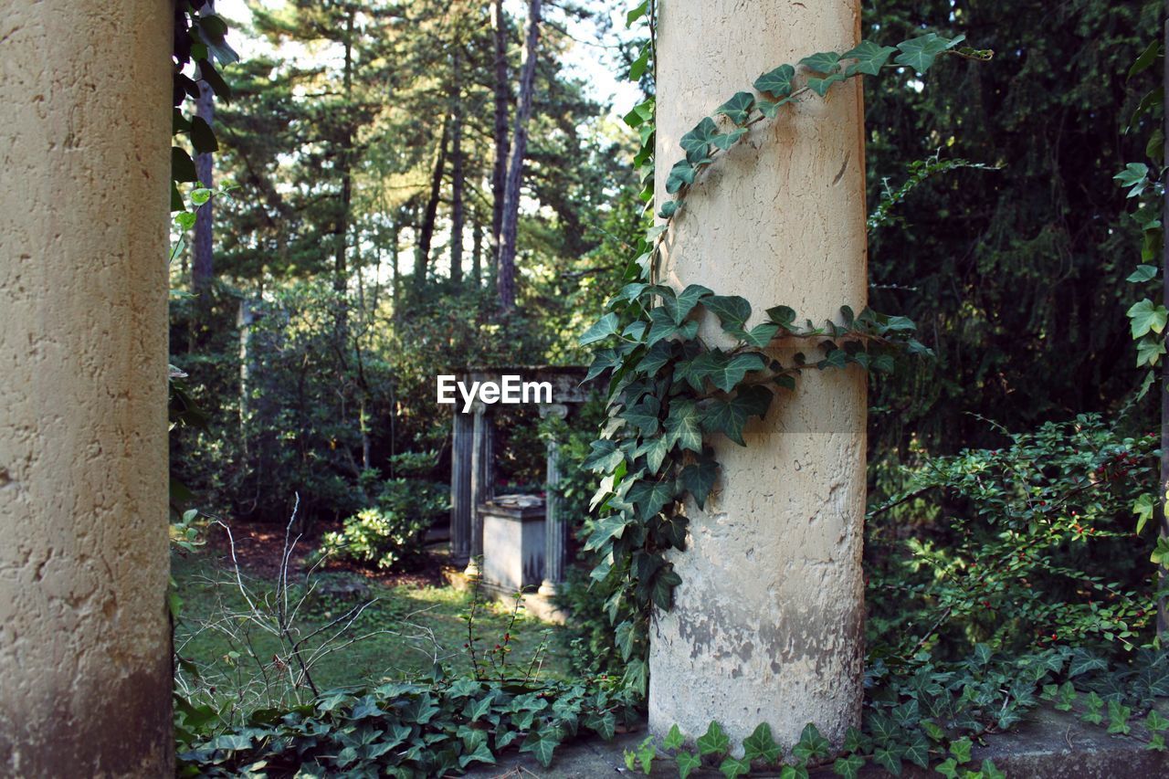 IVY GROWING BY TREE