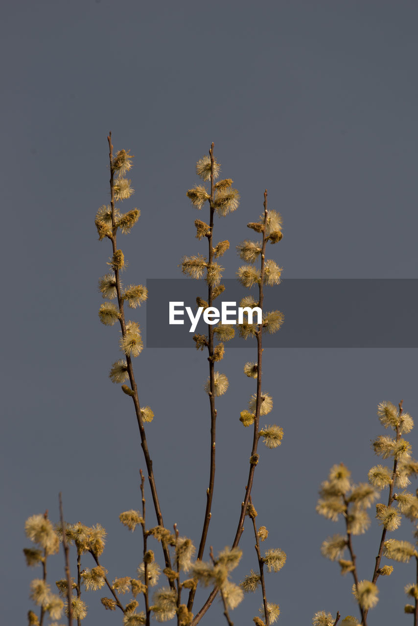 LOW ANGLE VIEW OF BRANCH AGAINST SKY