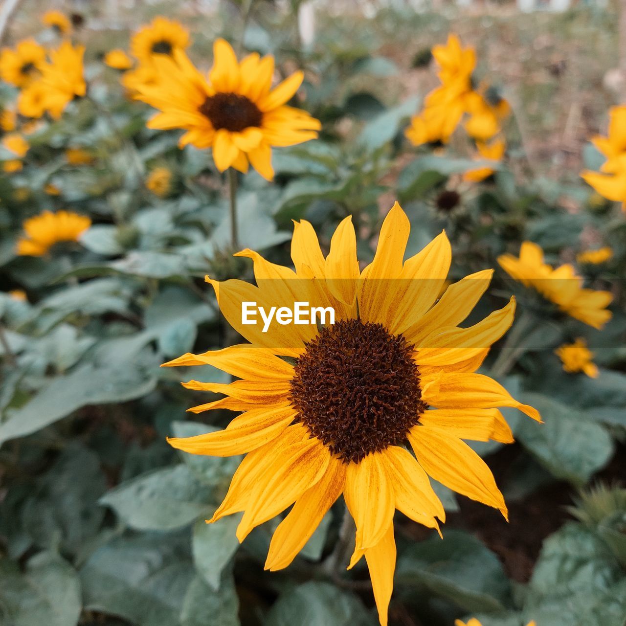 flower, flowering plant, plant, freshness, beauty in nature, yellow, flower head, growth, nature, petal, inflorescence, fragility, sunflower, close-up, no people, pollen, focus on foreground, botany, land, landscape, day, outdoors, field, rural scene, summer, plant part, leaf, blossom, herb, sunlight, wildflower, springtime