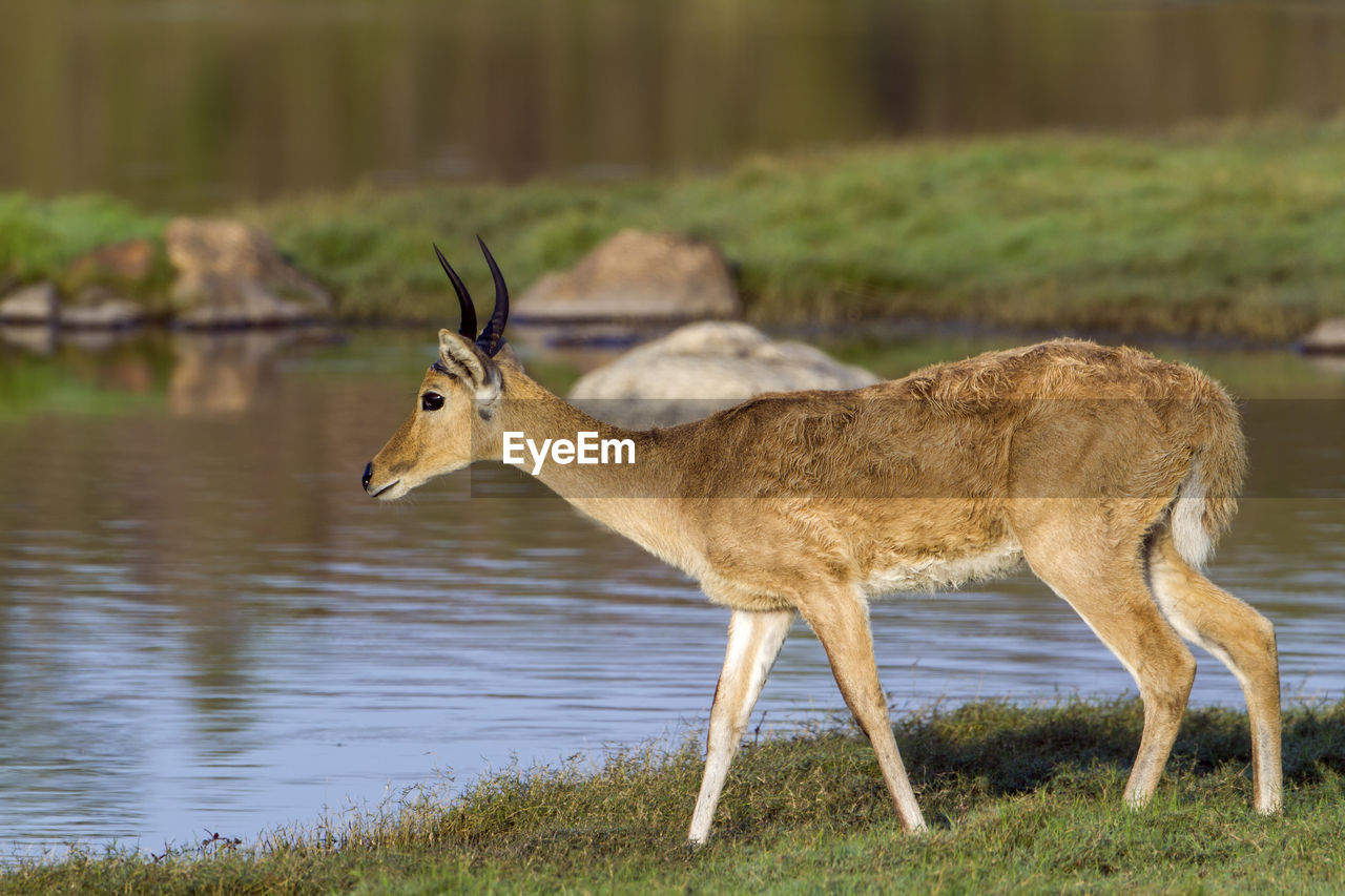 Side view of deer standing by lake on field