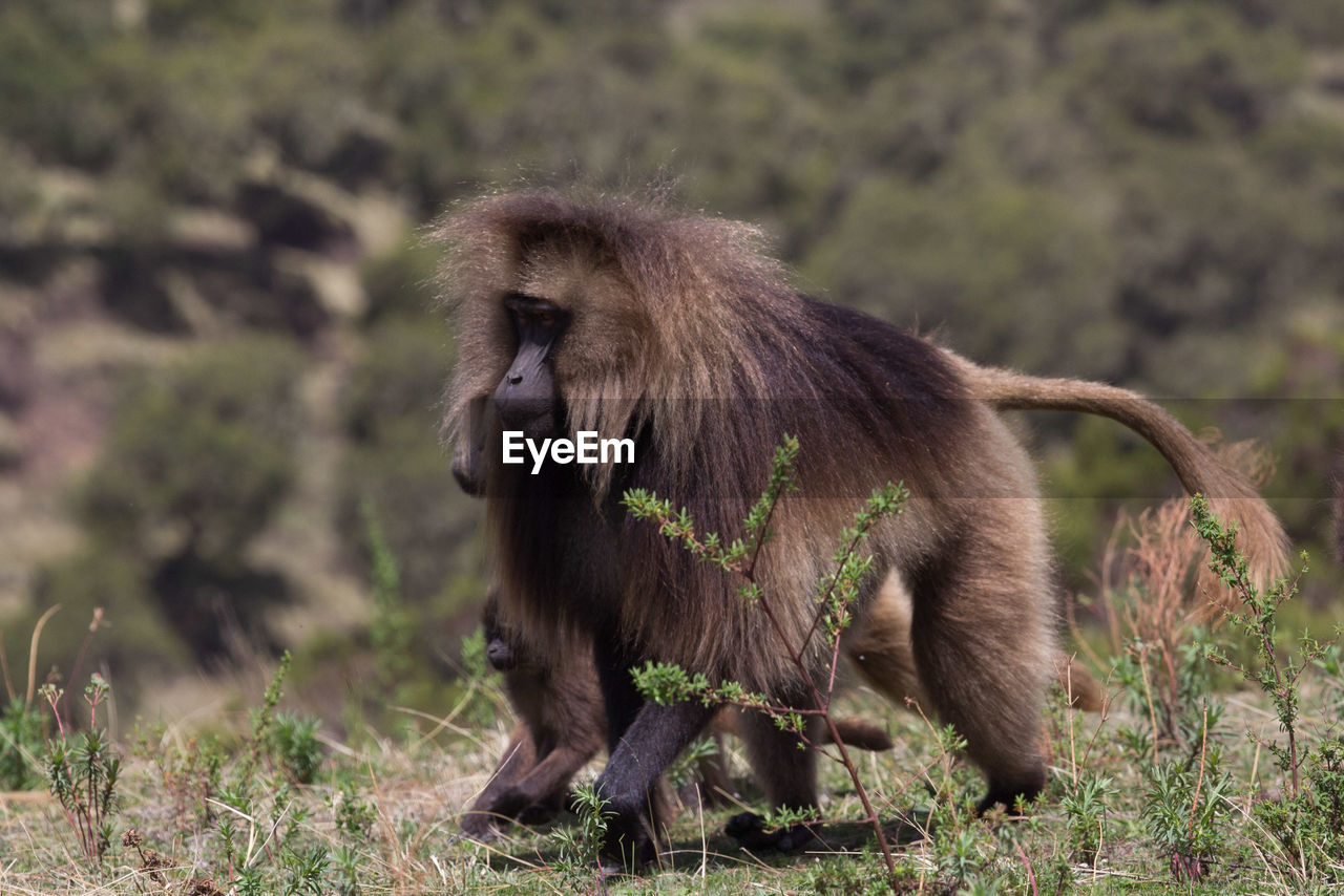 Monkey walking on grassy field