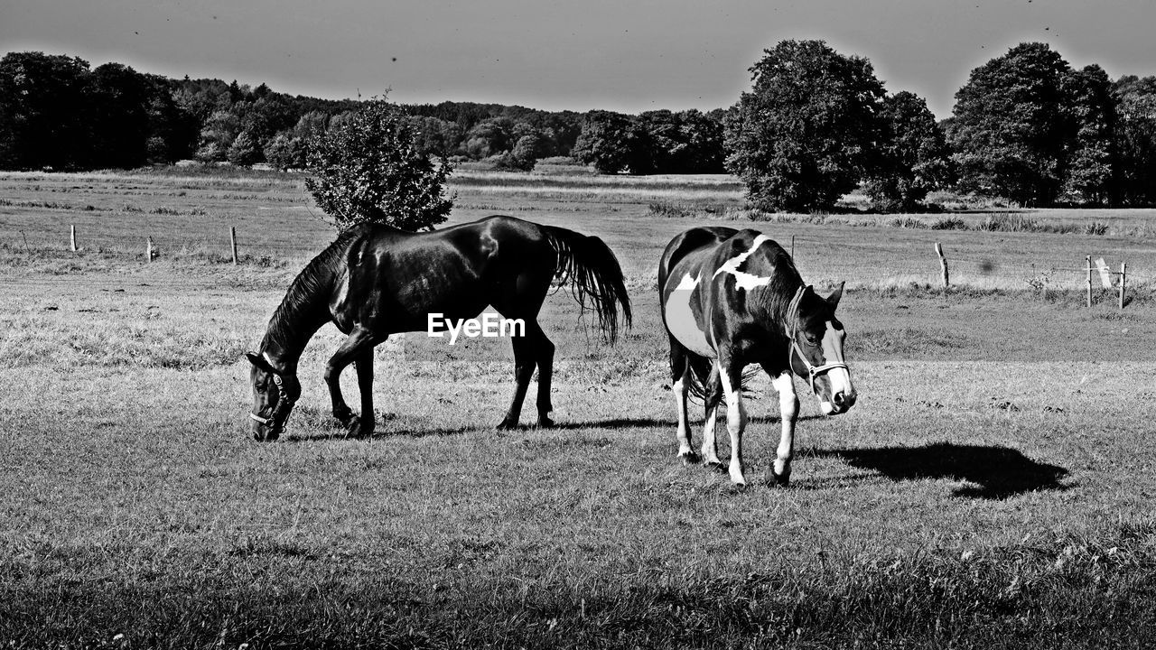 HORSE ON FIELD