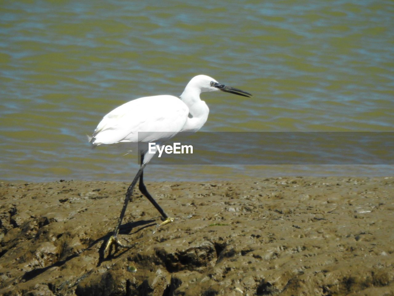 White bird on water