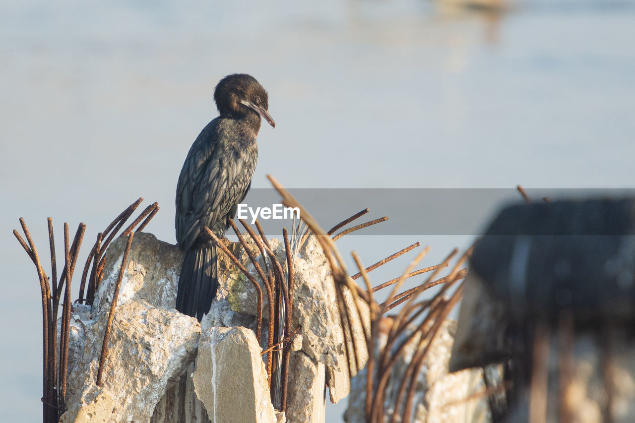 BIRDS PERCHING ON WOODEN POST