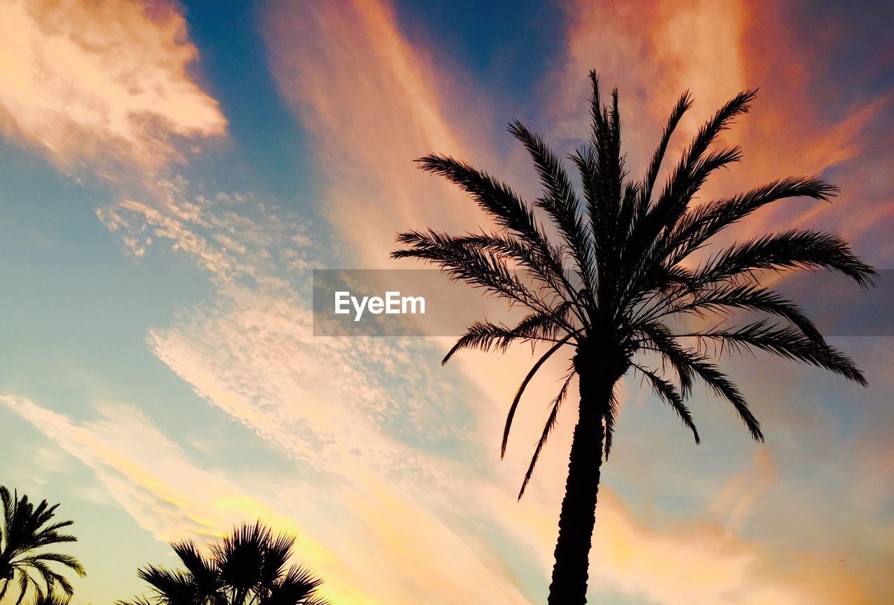 SILHOUETTE OF PALM TREE AGAINST SUNSET SKY