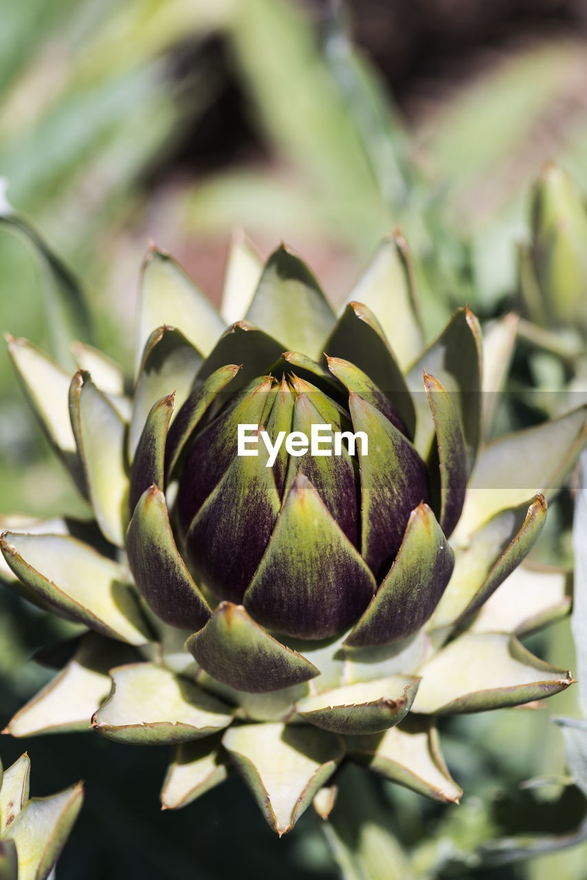 Close-up of artichoke growing in vegetable garden