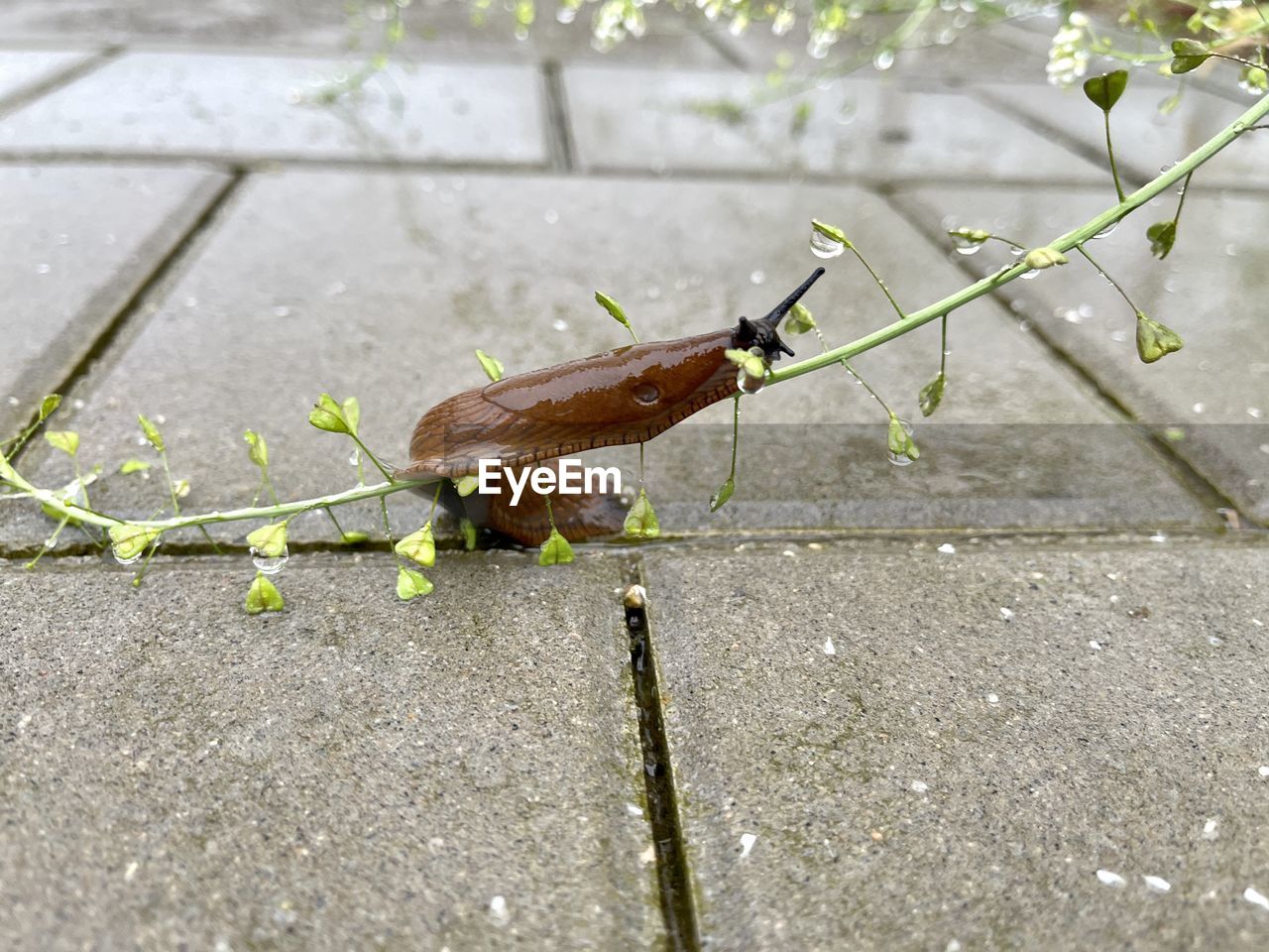 High angle view of snail on street