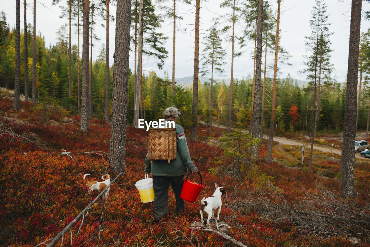 Rear view of woman with dogs walking through forest