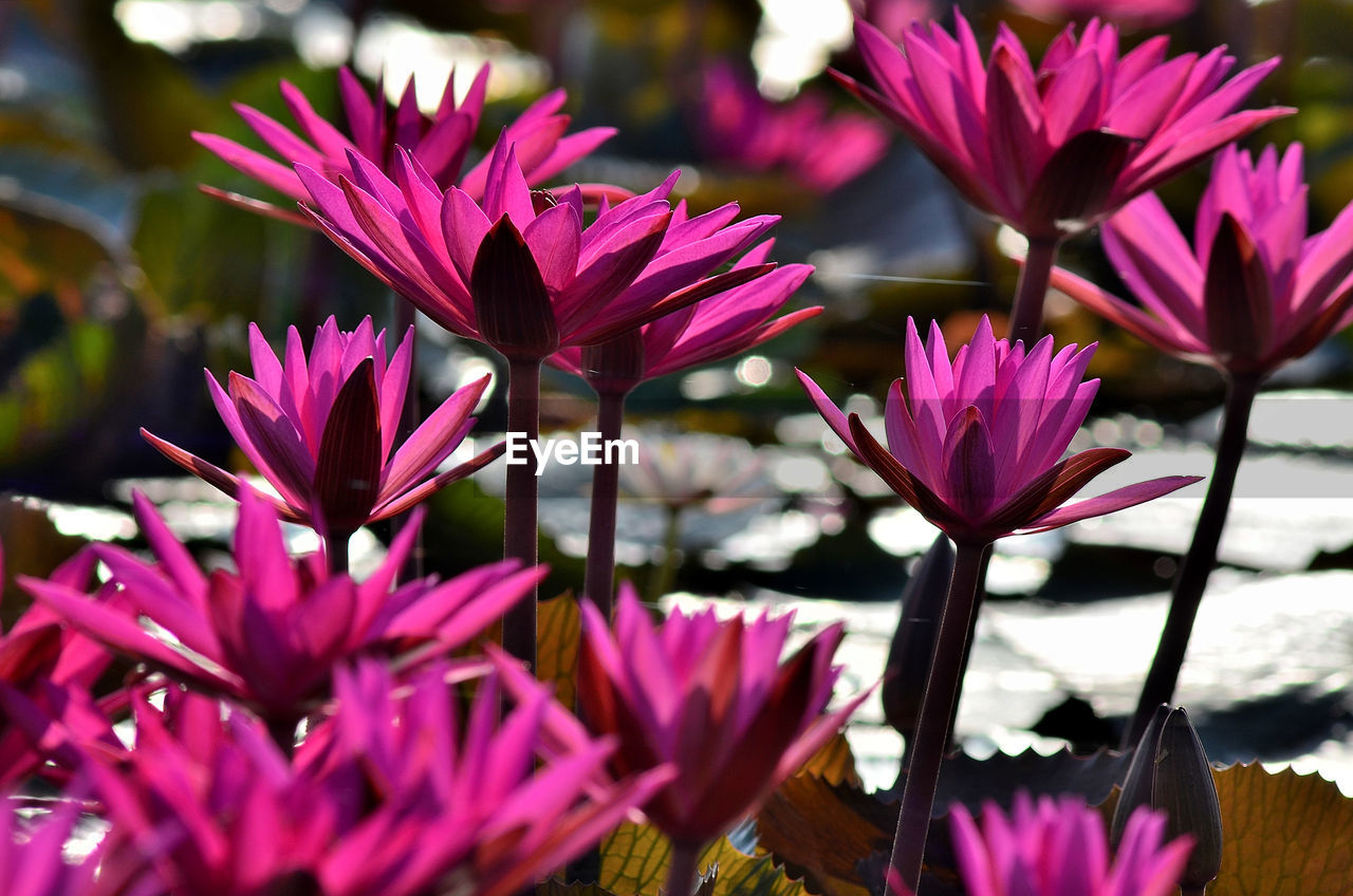 Close-up of pink flowering plants