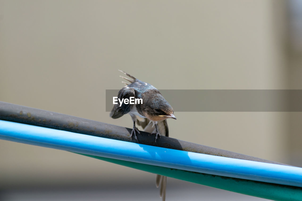 BIRD PERCHING ON METAL RAILING