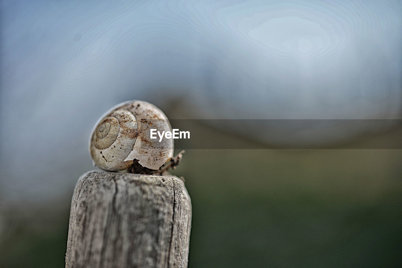 Conch shell on wooden post