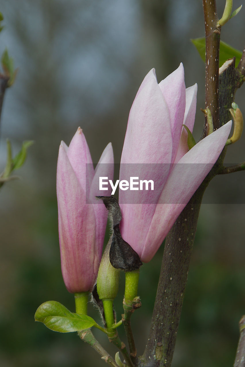 flower, plant, flowering plant, freshness, pink, beauty in nature, blossom, nature, close-up, bud, growth, petal, macro photography, magnolia, no people, fragility, water, flower head, inflorescence, leaf, focus on foreground, plant part, outdoors, springtime, orchid, day, tree, botany, wildflower