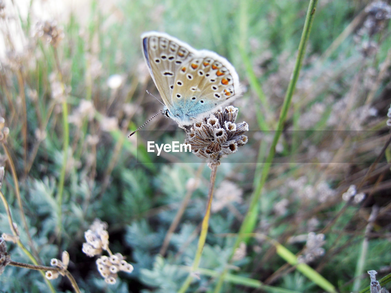 close-up of butterfly pollinating on flower