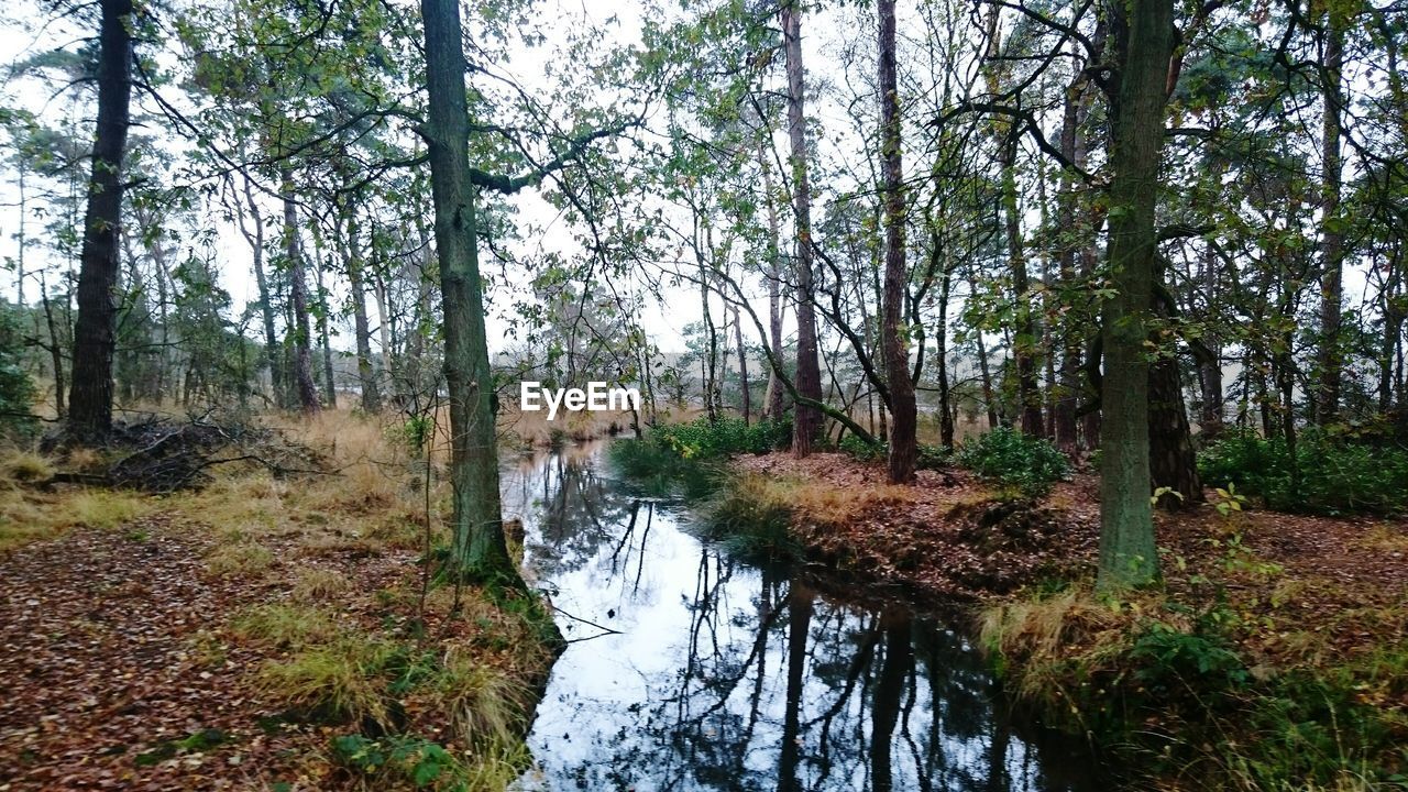 SCENIC VIEW OF RIVER IN FOREST