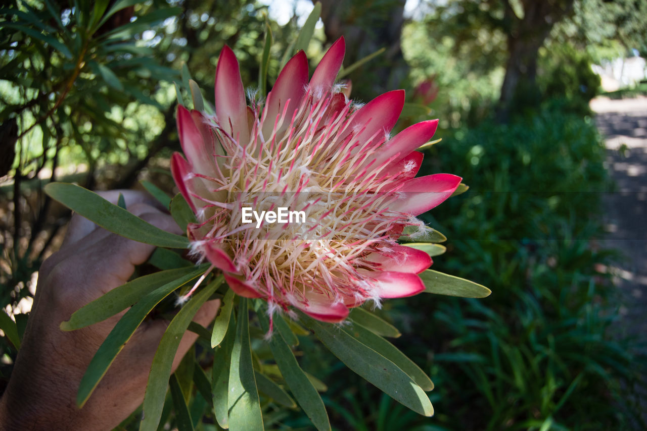 Close-up of pink flower blooming outdoors
