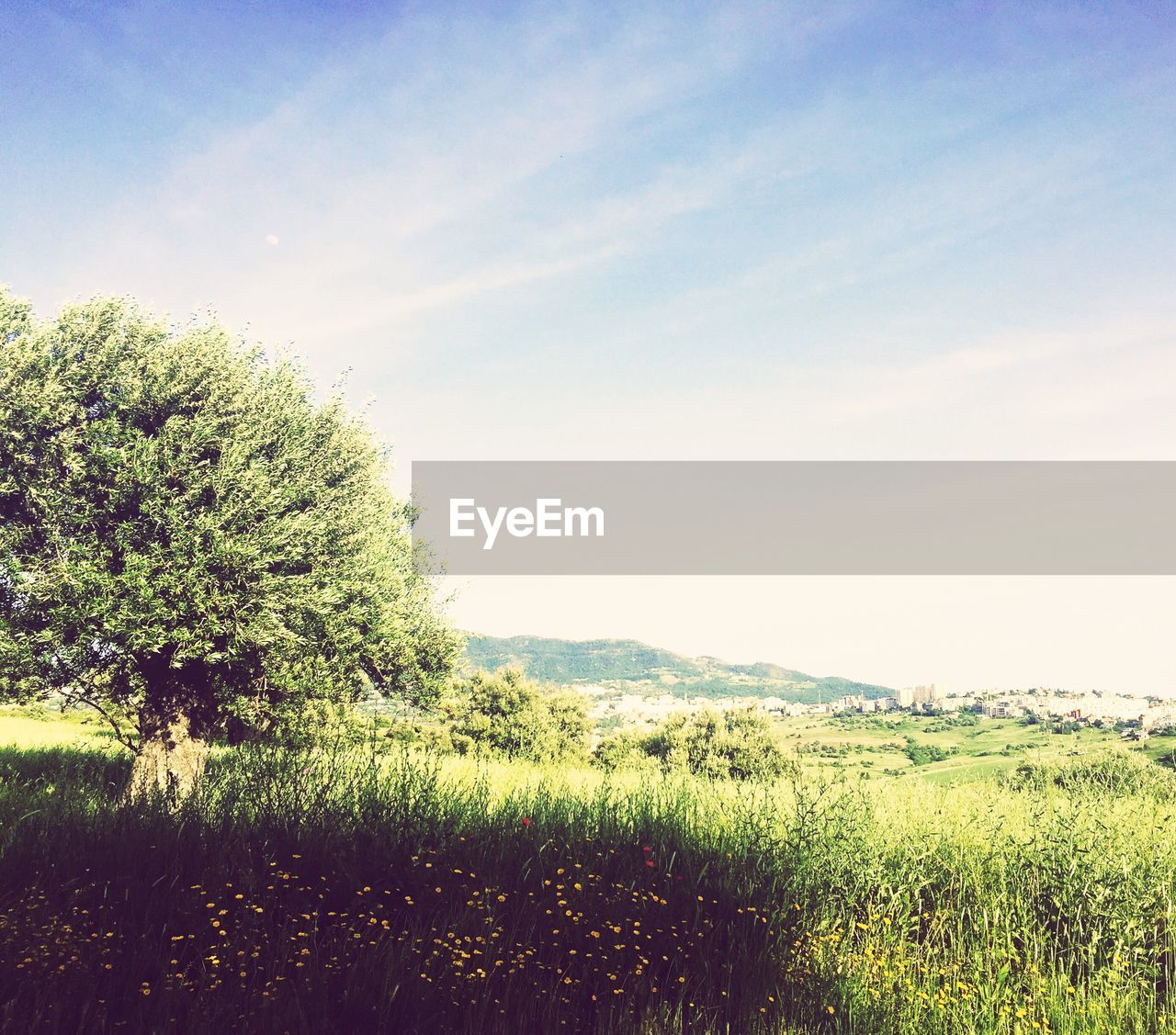 SCENIC VIEW OF AGRICULTURAL FIELD AGAINST CLEAR SKY