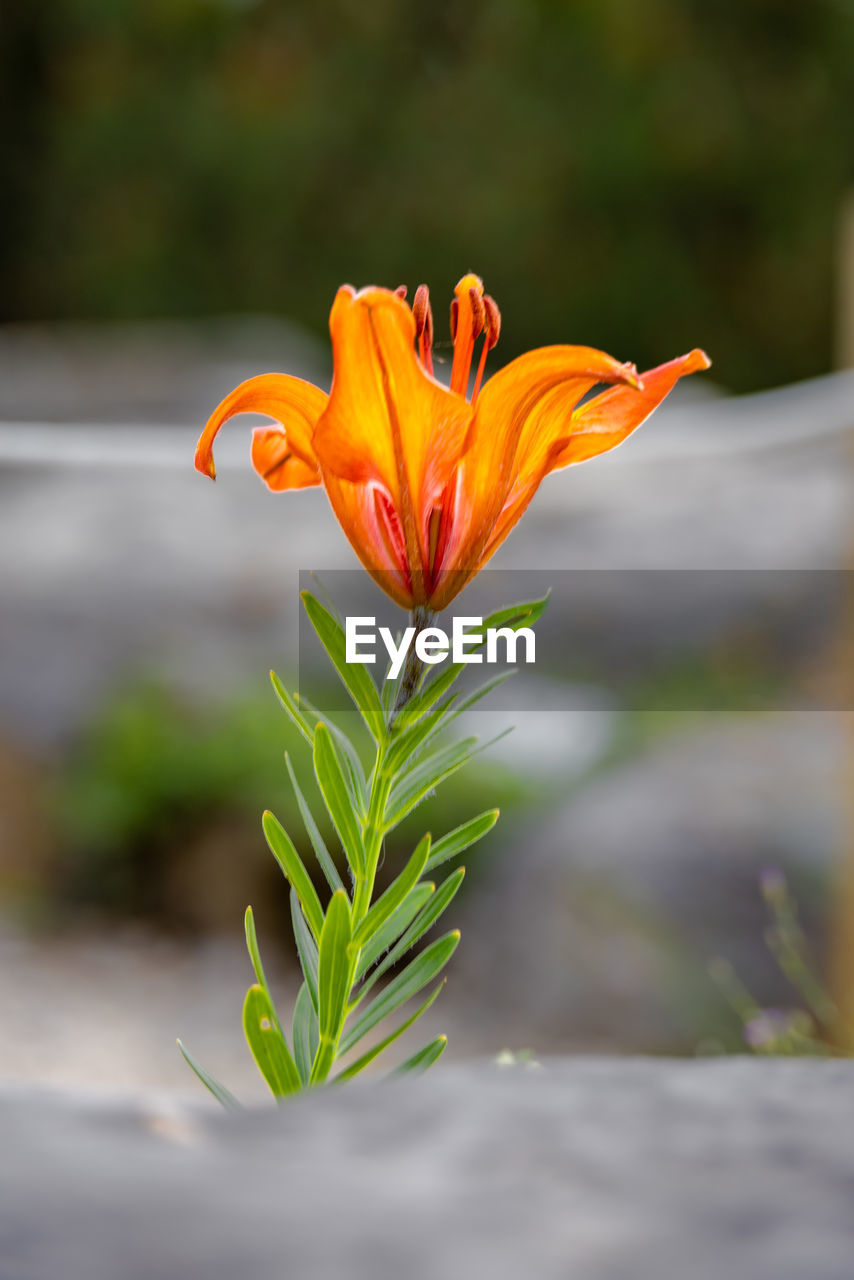Lily flower at  the neuchâtel botanical garden
