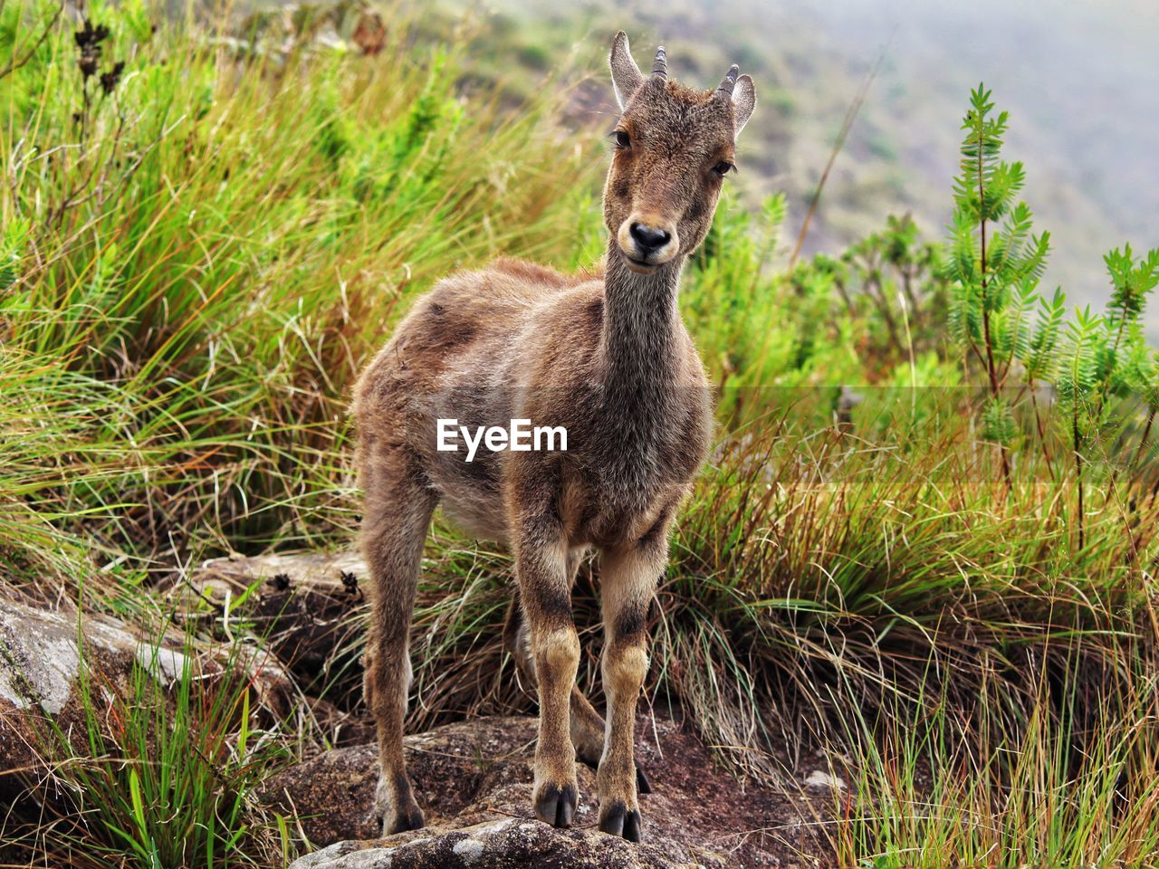 Portrait of an animal on field