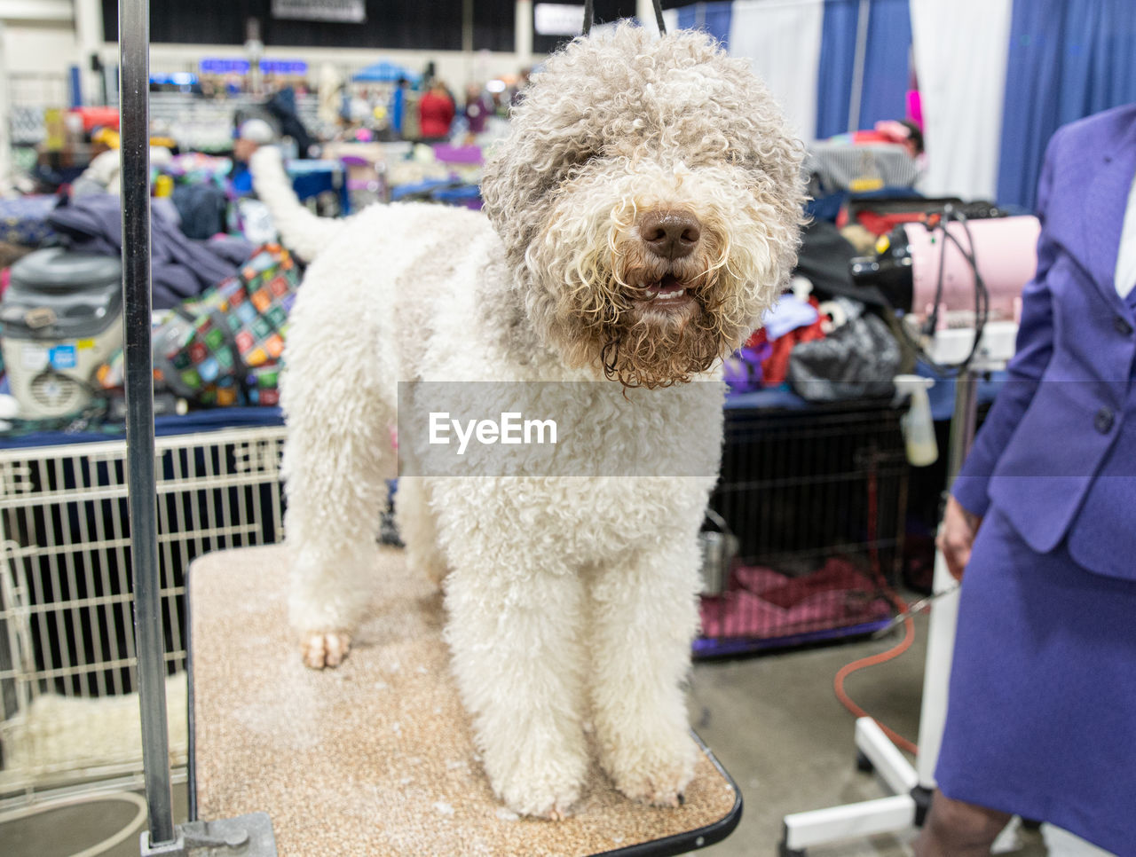 Michigan winter dog classic expo 2020 day in novi, michigan on january 17th of 2020