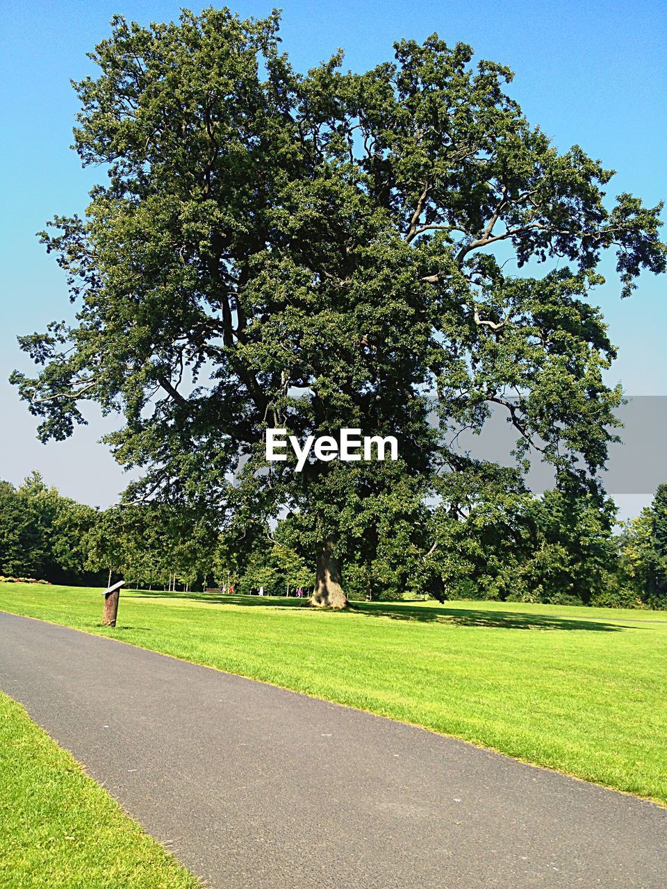 TREES ON GRASSY FIELD