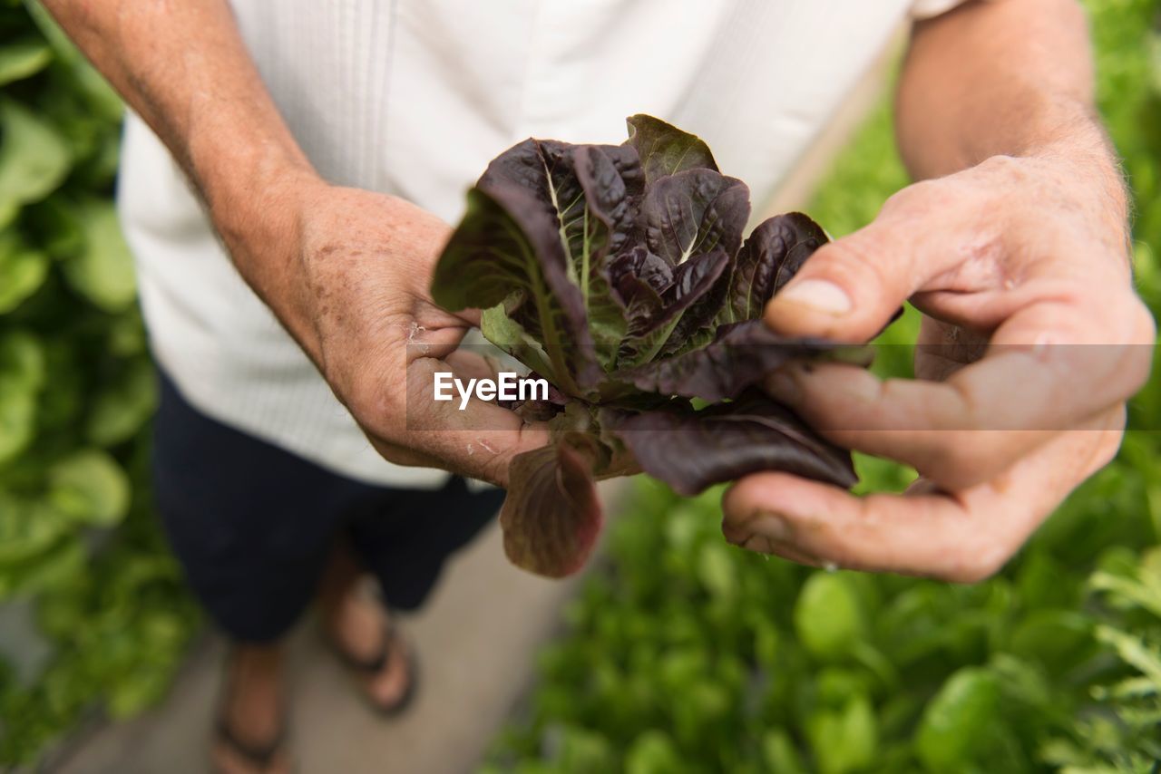 Low section of man holding leaf vegetable