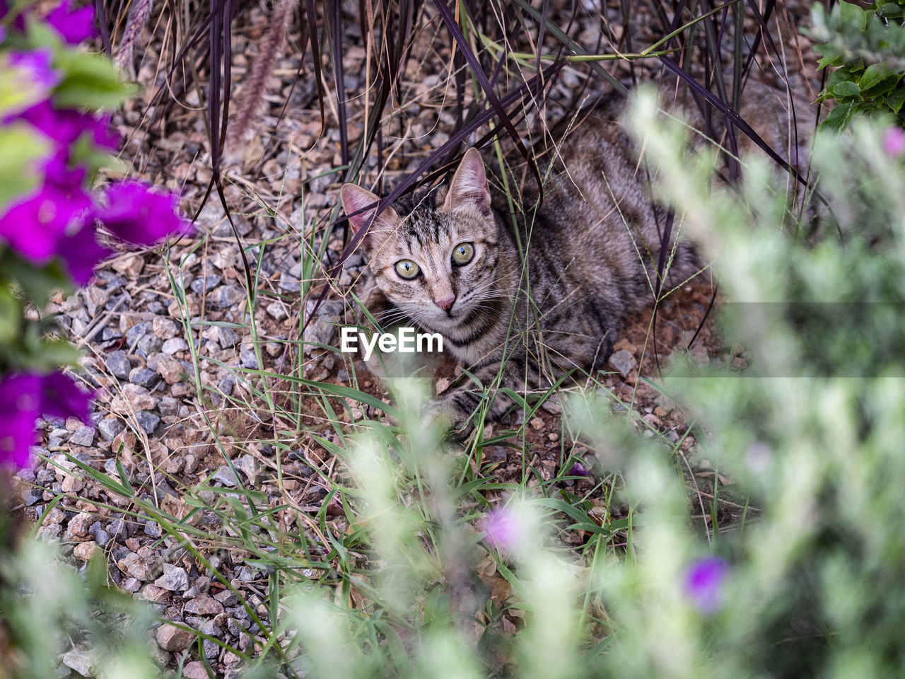 plant, flower, animal, animal themes, nature, mammal, one animal, tree, cat, no people, feline, selective focus, wildlife, flowering plant, animal wildlife, branch, beauty in nature, domestic animals, portrait, pet, day, outdoors, felidae, looking at camera, growth, domestic cat, purple