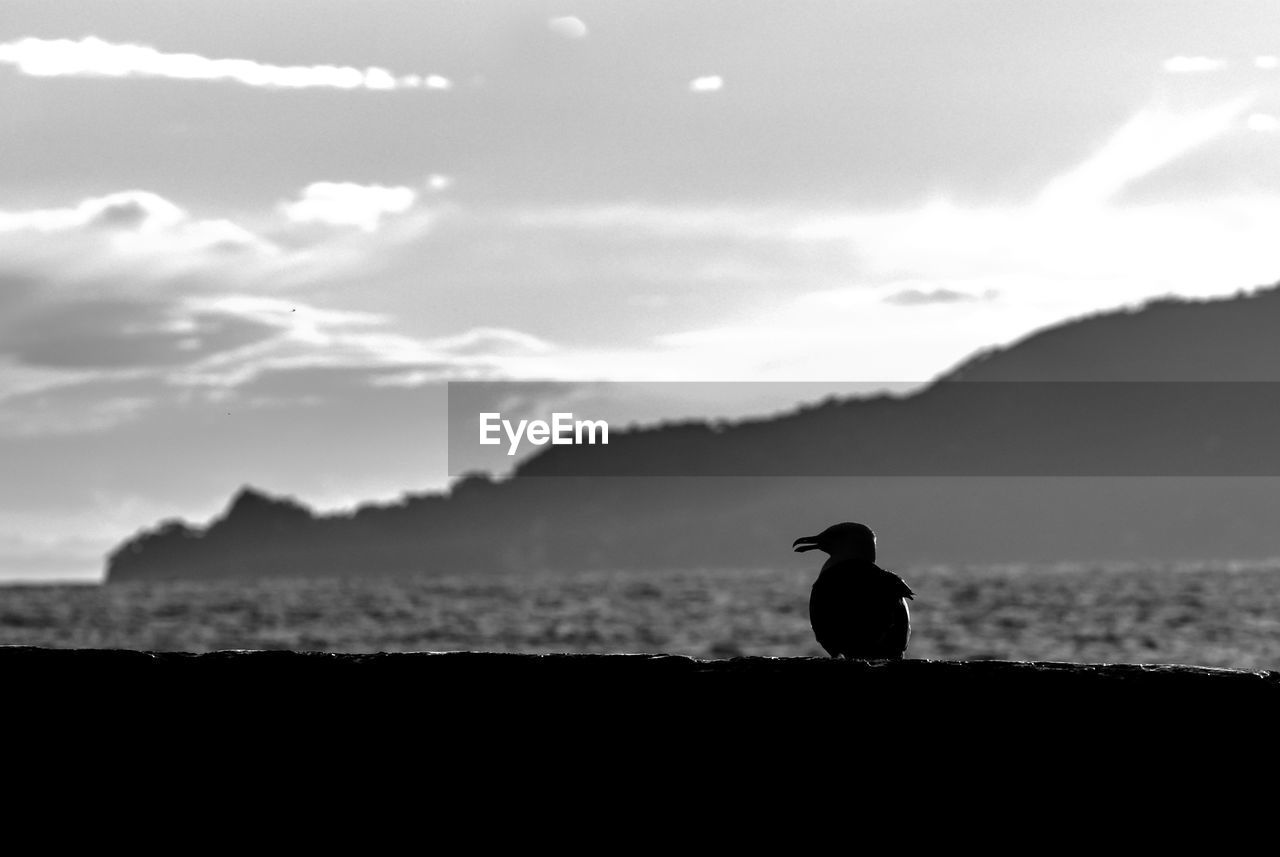 Seagull perching on retaining wall against sky