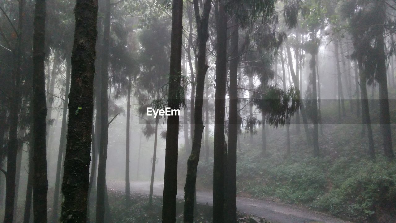 Trees in forest