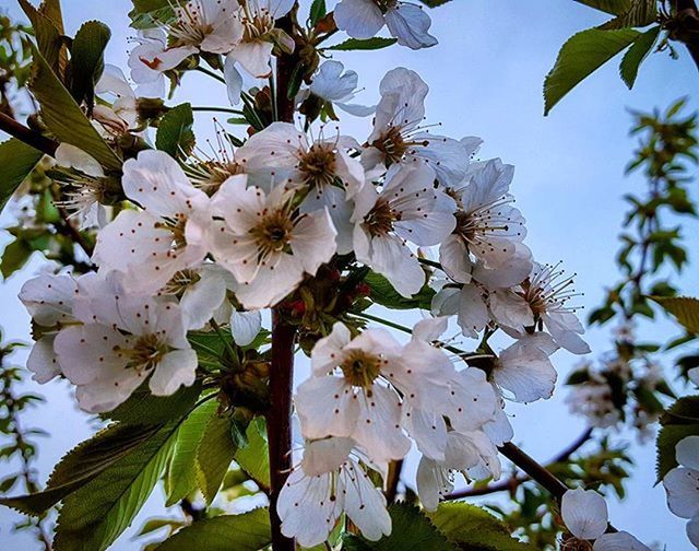 LOW ANGLE VIEW OF WHITE FLOWERS BLOOMING ON TREE