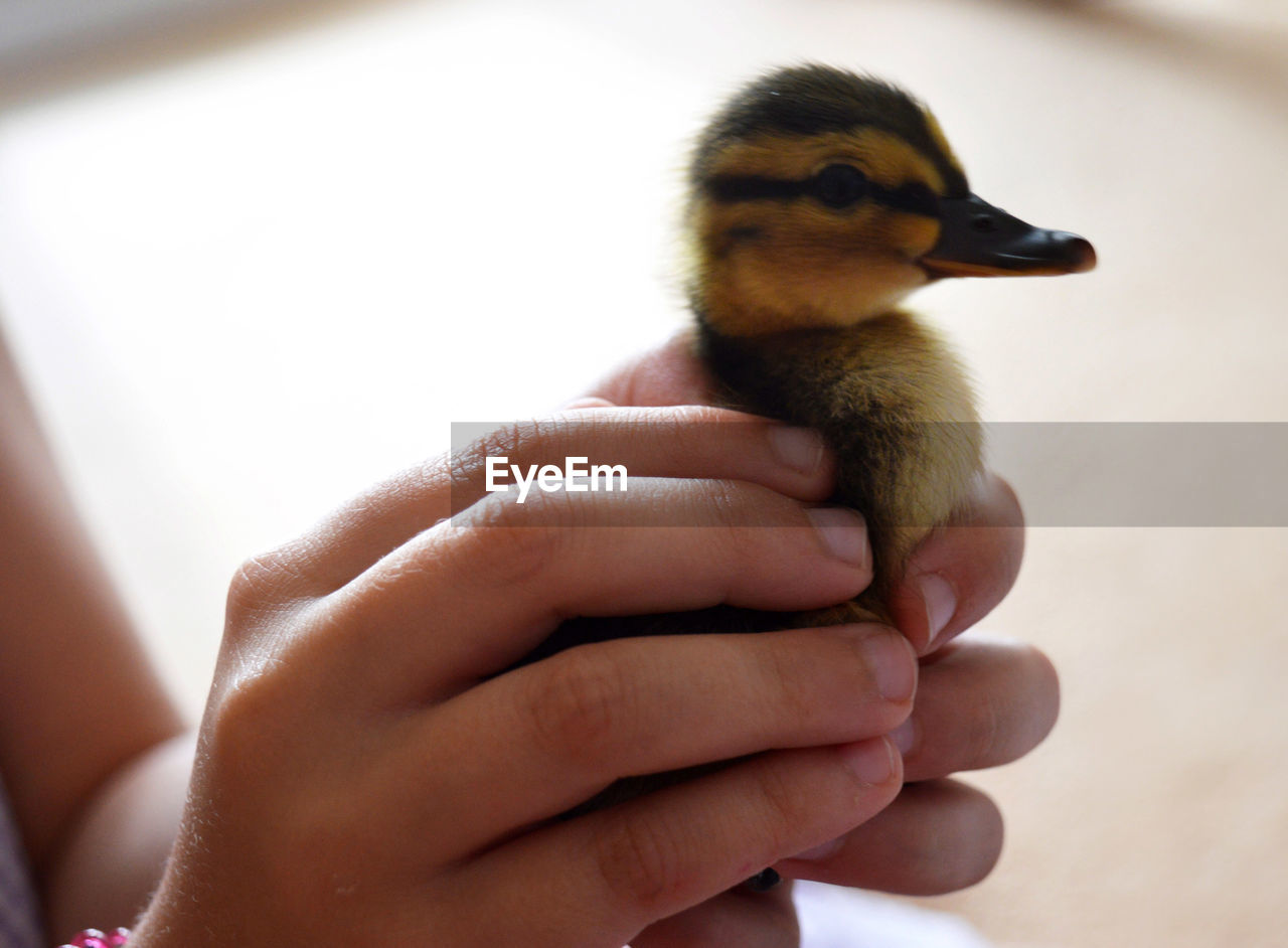 Close-up of baby hand holding a bird