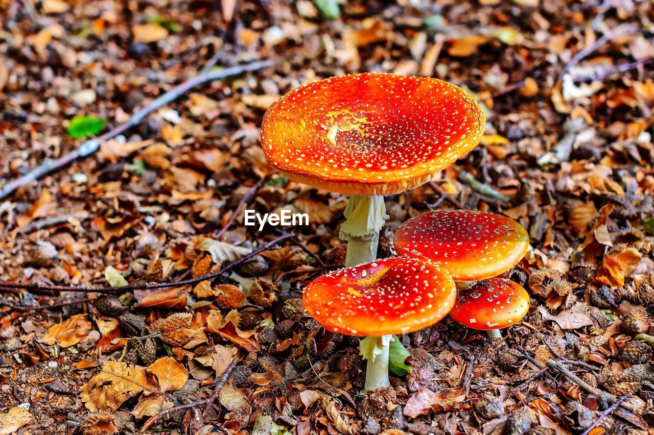 Close-up of fly agaric mushroom on land