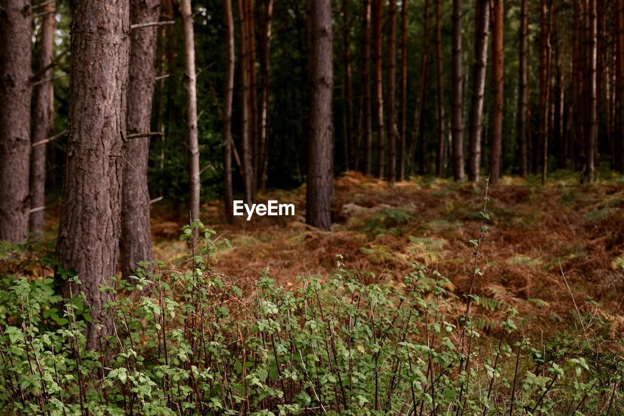 Trees growing in forest