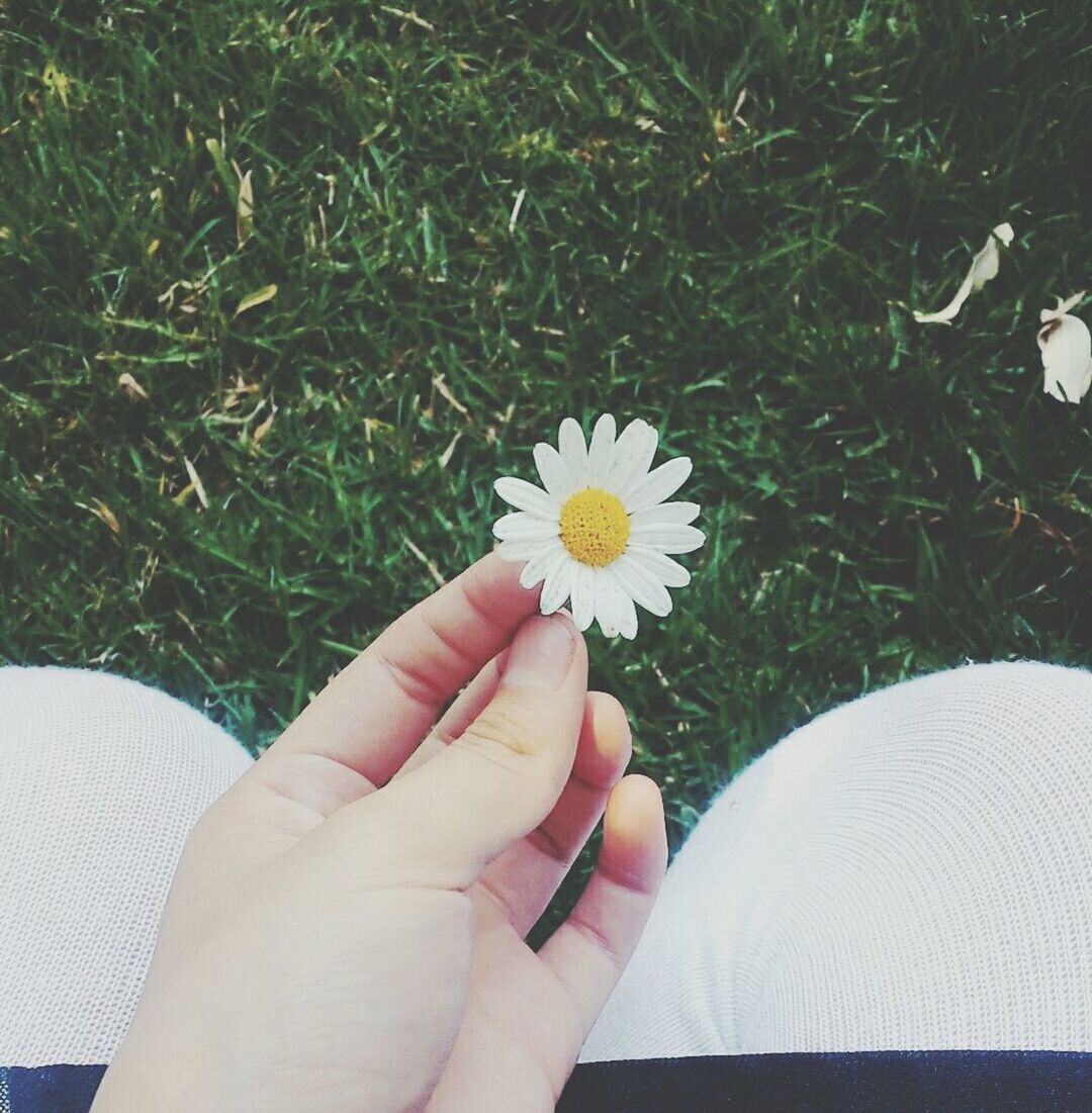 Close-up of cropped hand holding daisy flowers in field