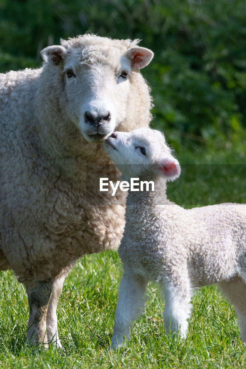 Sweet shot of mother sheep with her newborn baby  in a field