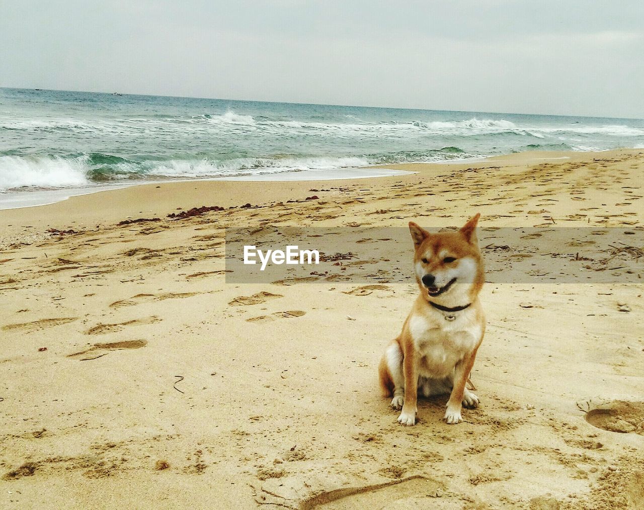 Dog on beach in italy