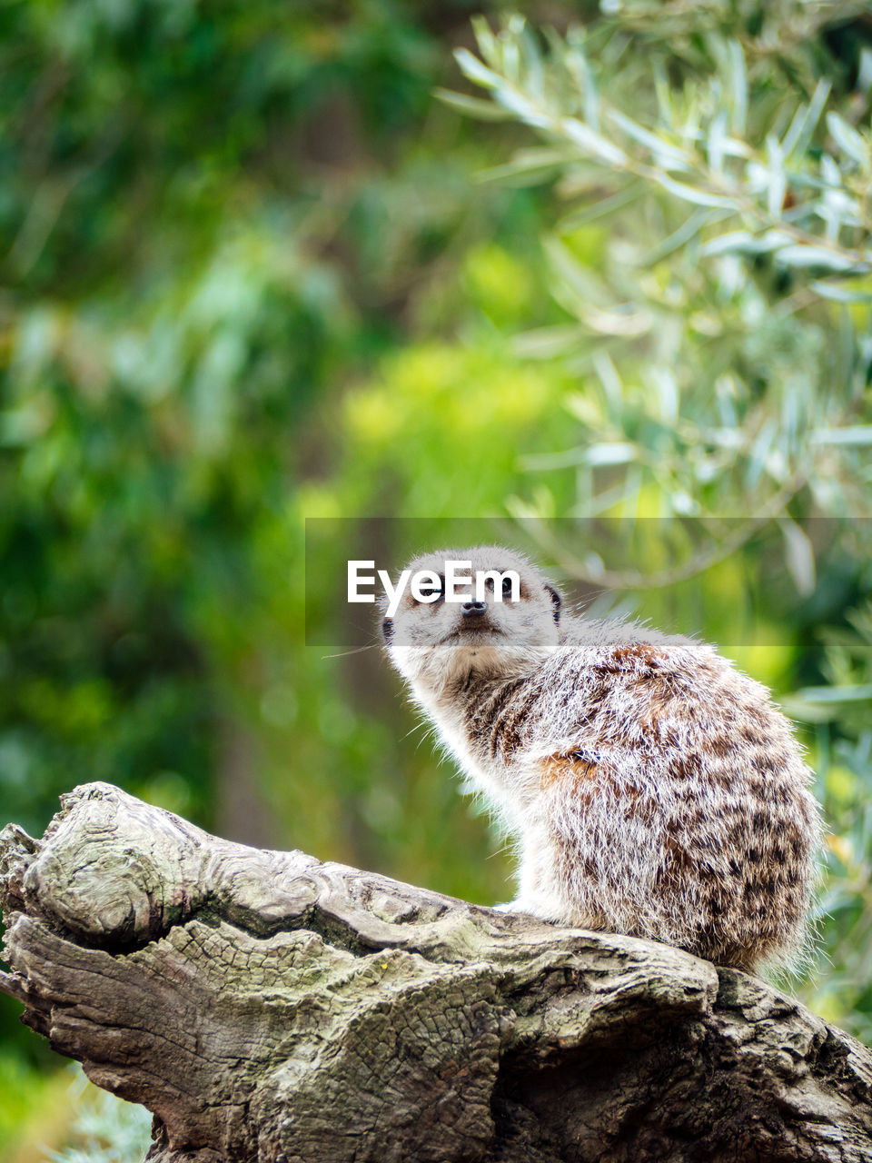 CLOSE-UP OF MEERKAT ON TREE